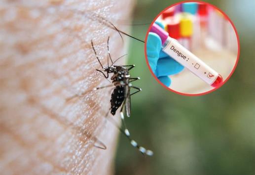 Veracruz suma casi 500 casos confirmados de dengue; es cuarto sitio a nivel nacional