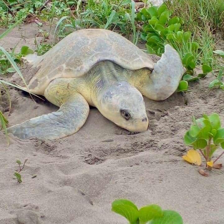 Comenzó en Veracruz anidación de tortuga lora, ¡cuídalas! están en peligro de extinción