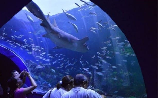 Acuario de Veracruz: este es el nuevo horario para asistir en Semana Santa