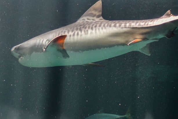 Acuario de Veracruz: este es el nuevo horario para asistir en Semana Santa