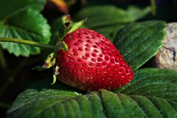 Receta fácil de helado de fresa casero para enfrentar el calor