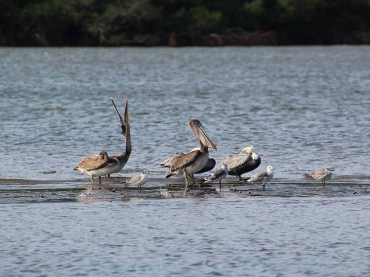 ¿Sabías que La Mancha, en Actopan, es santuario de aves migratorias?