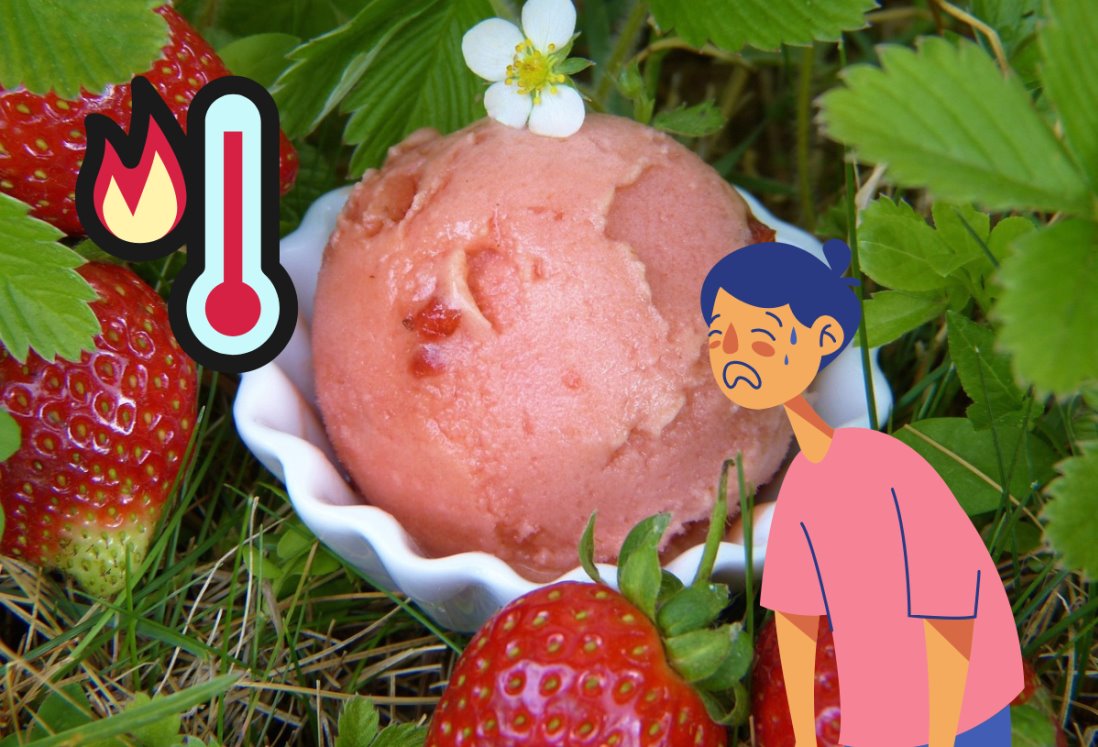 Receta fácil de helado de fresa casero para enfrentar el calor