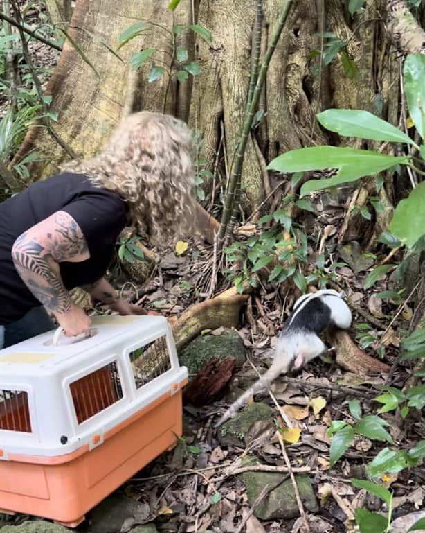 Rescatan y liberan a “Mandingo”, oso hormiguero varado en Alvarado, Veracruz