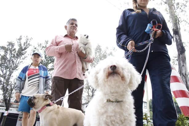 Por esto debes vacunar a tus mascotas contra la rabia