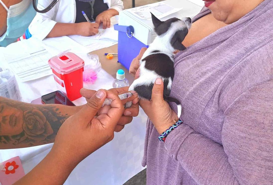 Por esto debes vacunar a tus mascotas contra la rabia