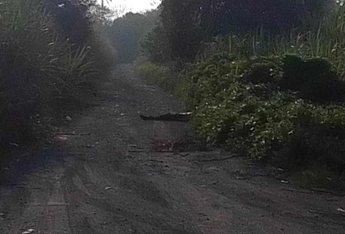 Encuentran a un hombre sin vida en un campo de caña de Úrsulo Galván