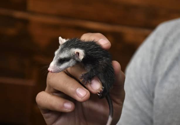 Piden que animales se resguarden con familias, ante  incendios en Veracruz