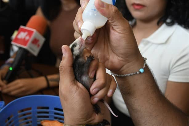 Piden que animales se resguarden con familias, ante  incendios en Veracruz