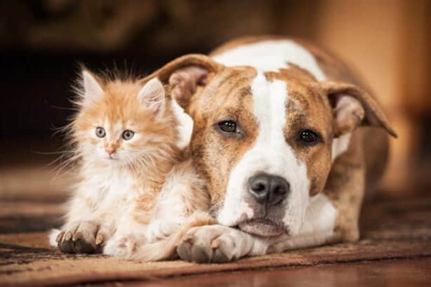 Golpe de calor: ¿Cómo proteger a tu mascota? 