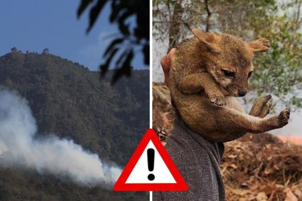 Incendios en Orizaba: ¿qué pasará con los animales afectados?
