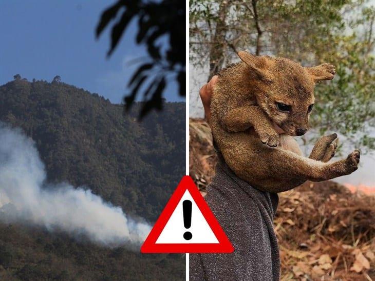 Incendios en Orizaba: ¿qué pasará con los animales afectados?