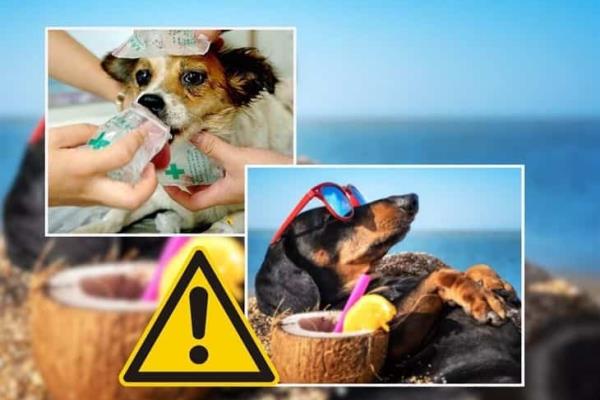 Golpe de calor: ¿Cómo proteger a tu mascota? 