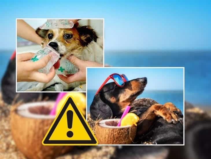 Golpe de calor: ¿Cómo proteger a tu mascota? 