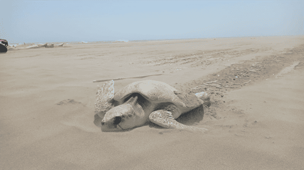 Desove en playa de Chachalacas: Tortuga Lora inicia temporada con 78 huevos