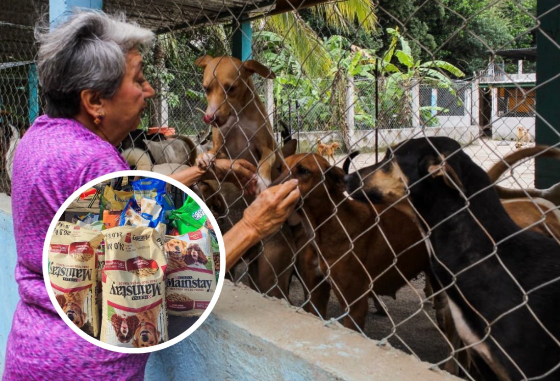 Llaman a donar croquetas para 300 animalitos del albergue La Roca, en Veracruz