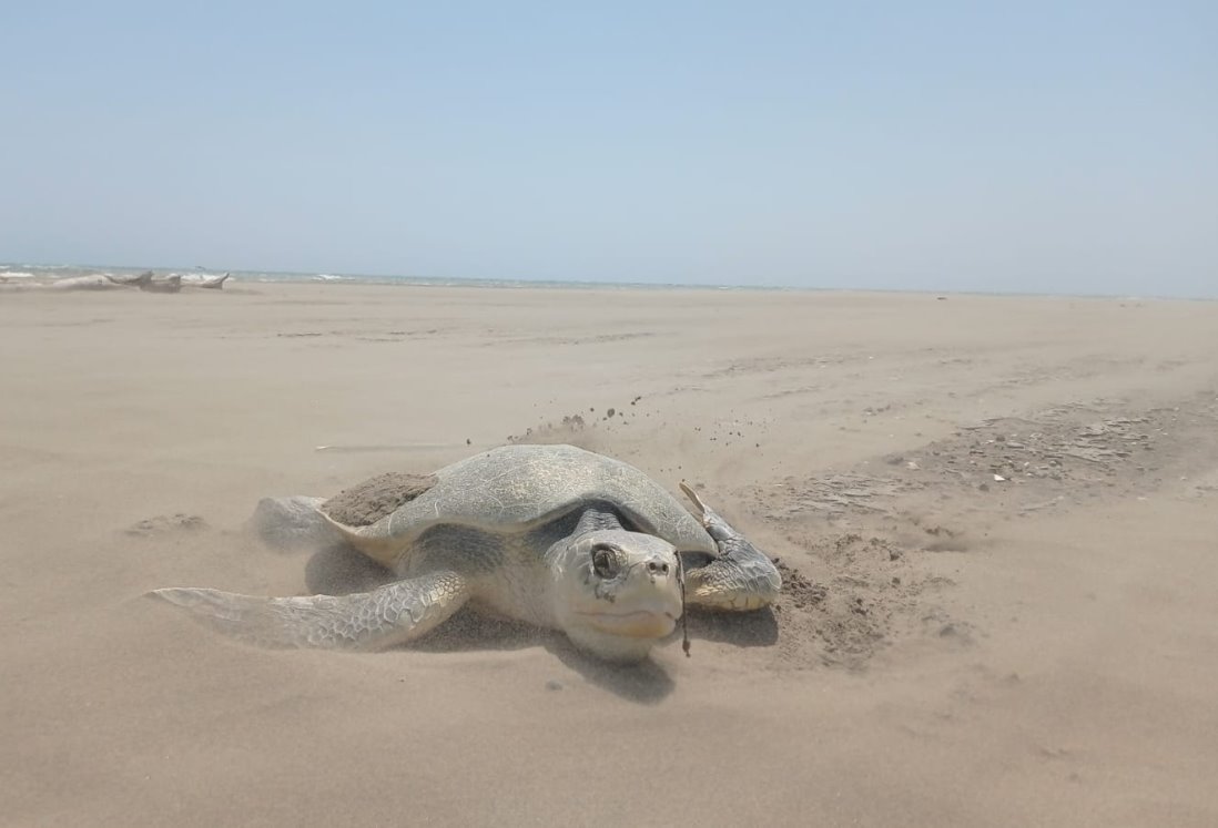 Desove en playa de Chachalacas: Tortuga Lora inicia temporada con 78 huevos