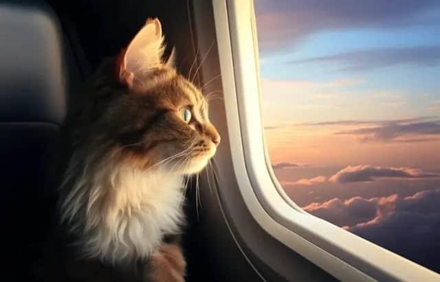 Con esta aerolínea tu mascota viaja contigo gratis