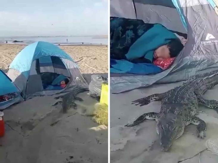 Cocodrilo saca un susto a turistas en playas de Jalisco (+Video)