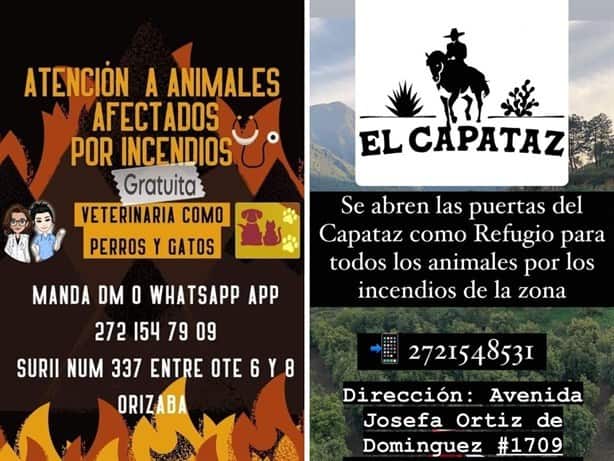 Incendios en Orizaba: Estos son los albergues disponibles para animales rescatados