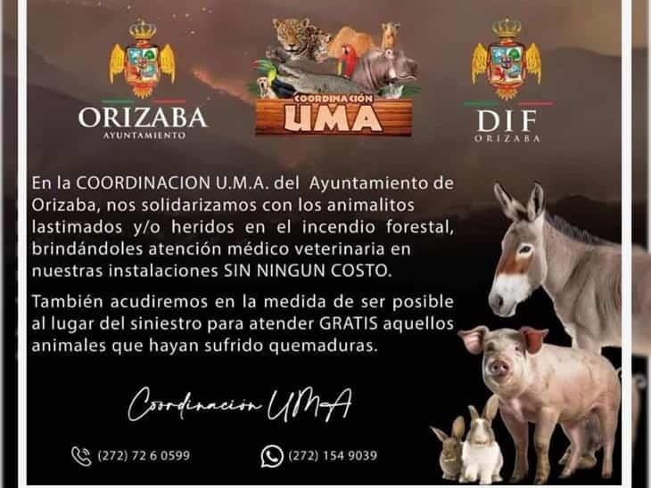 Incendios en Orizaba: Estos son los albergues disponibles para animales rescatados