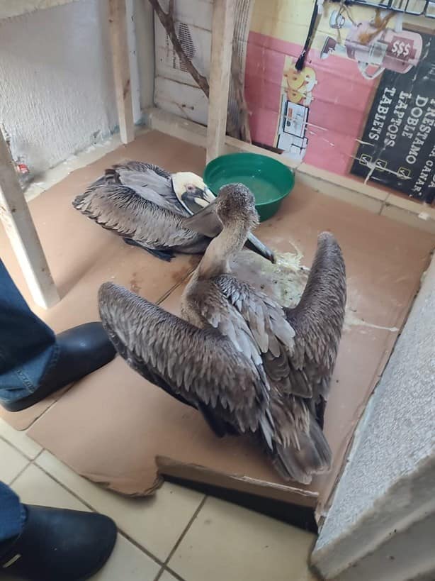 Rescatan a 3 pelicanos en playa de Coatzacoalcos