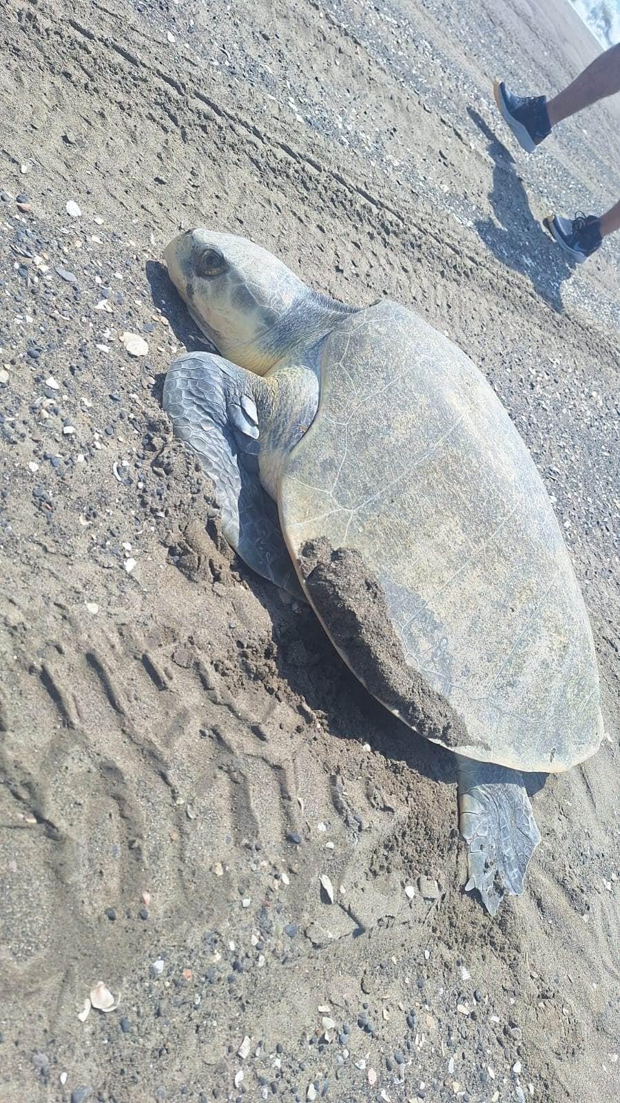 Tortugas desovan en playas de Úrsulo Galván, Veracruz