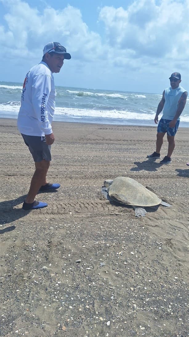 Tortugas desovan en playas de Úrsulo Galván, Veracruz