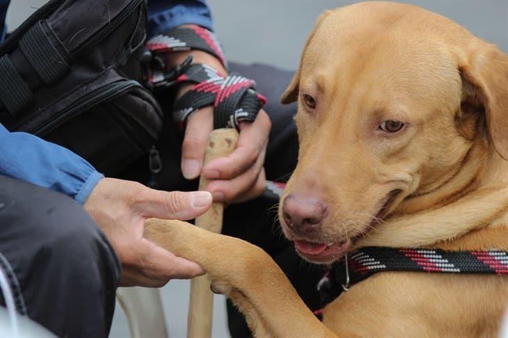 En Río Blanco, piden vacunar a perros y gatos para prevenir enfermedades