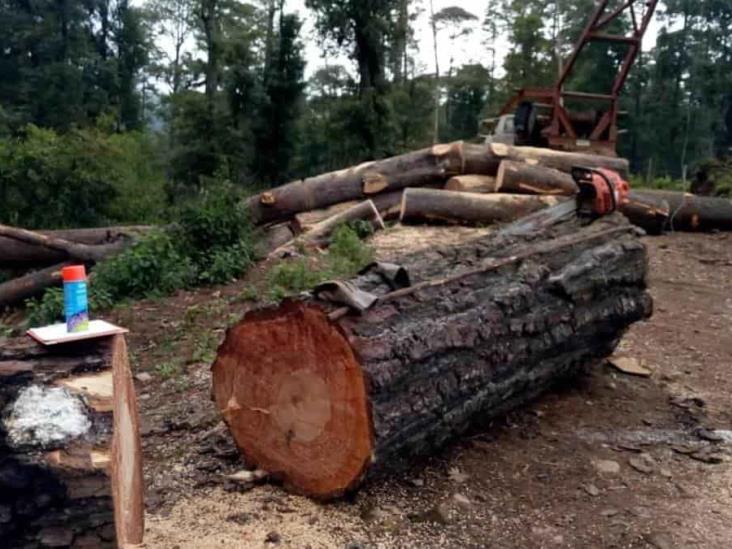 Reforestación no remedia daño ambiental en Veracruz si prevalece tala y daño