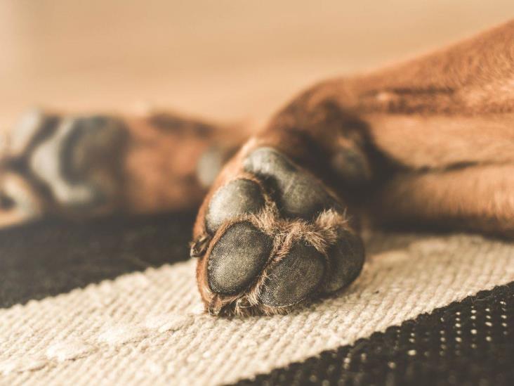 Están envenenando perros en Ixhuatlancillo; autoridades, indolentes