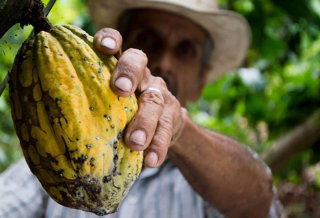 Cacao supera al cobre: precio alcanza los $10,000 por tonelada