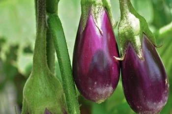 México es uno de los principales exportadores de berenjena en el mundo