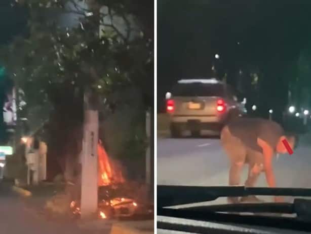 Captan a sujeto prendiendo fuego a un árbol en la avenida Xalapa