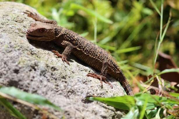 Especies de animales que murieron en incendios forestales de Veracruz