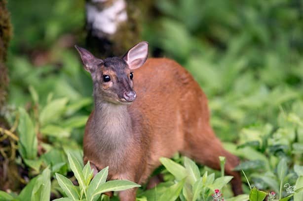 Especies de animales que murieron en incendios forestales de Veracruz