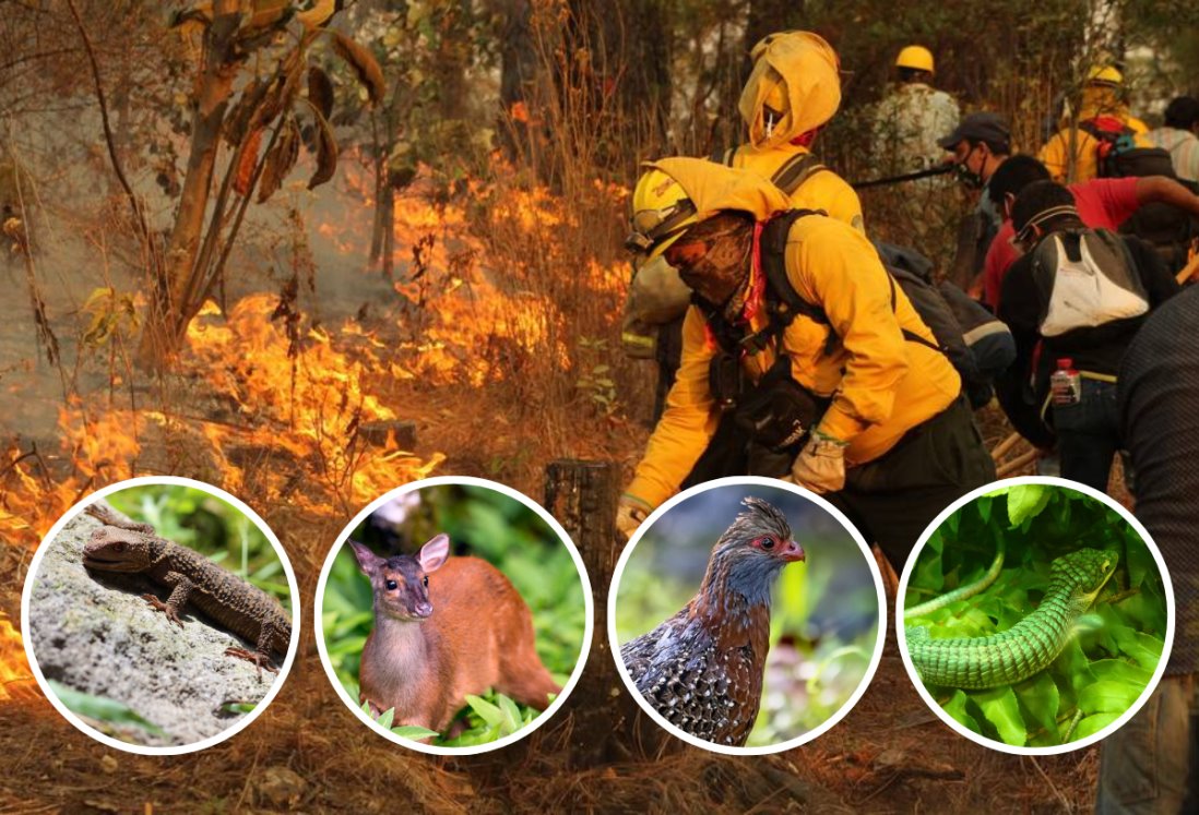 Especies de animales que murieron en incendios forestales de Veracruz