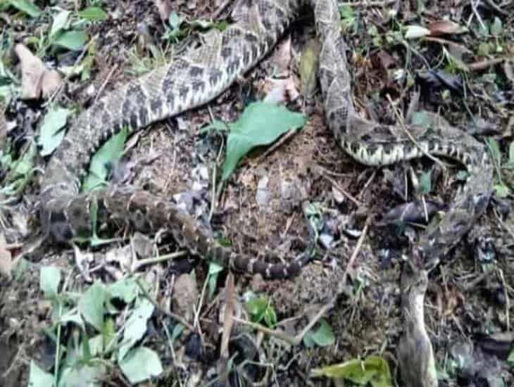 Protección Civil hace este llamado en Moloacán ante avistamientos de víboras