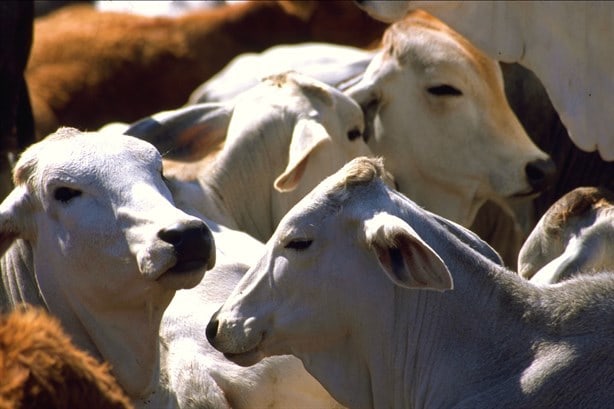 ¿La gripe aviar puede afectar a las vacas?
