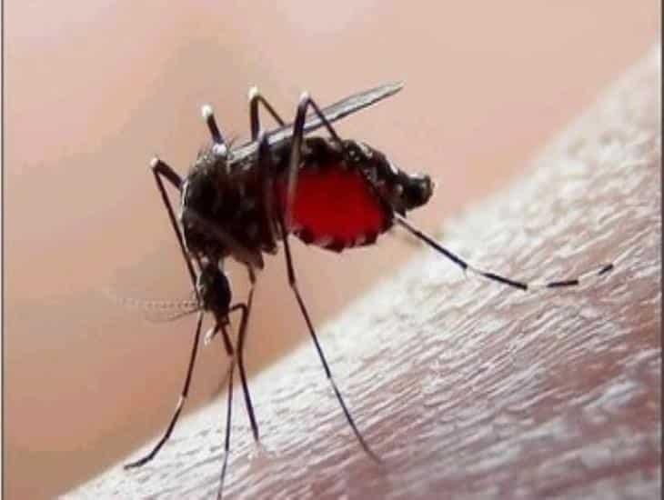 Alertan a Veracruz por dengue y exhortan a tomar medidas preventivas
