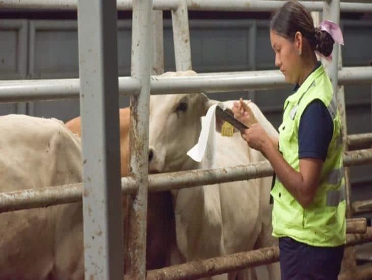 ¿La gripe aviar puede afectar a las vacas?