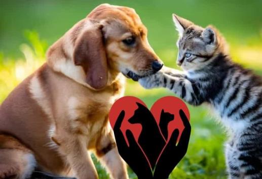 Así puedes descargar gratis el Curp de tus mascotas desde tu celular