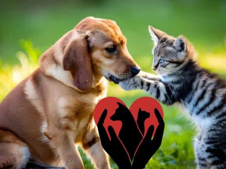 Así puedes descargar gratis el Curp de tus mascotas desde tu celular