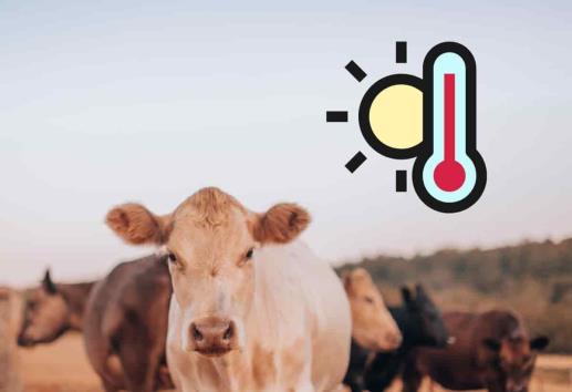 Se alistan ganaderos de Misantla por temporada de calor