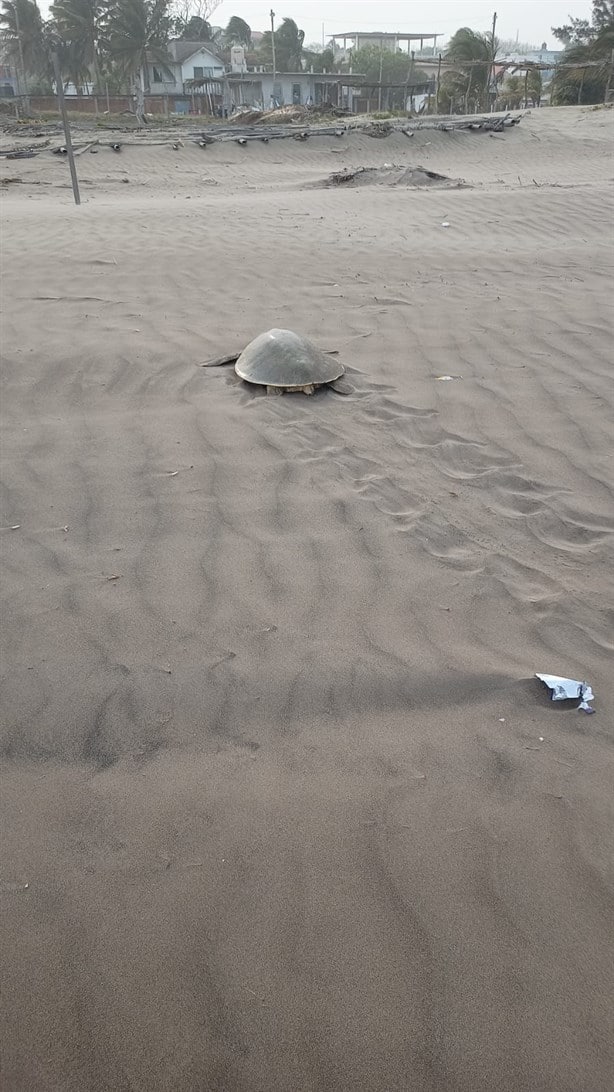 Ya van cinco tortugas que desovan en playa de Chachalacas
