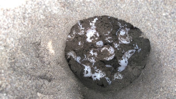 Ya van cinco tortugas que desovan en playa de Chachalacas