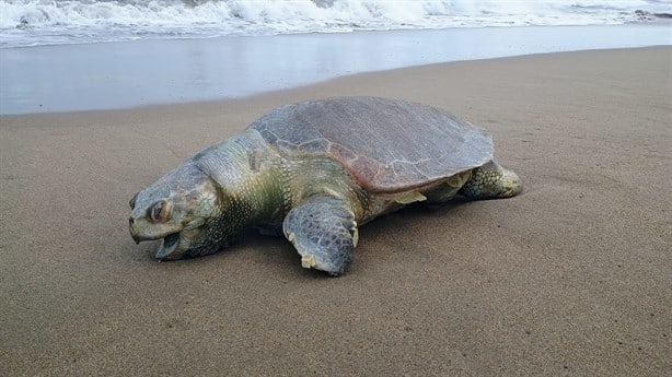 Hallan la cuarta tortuga muerta de 2024 en playa de Coatzacoalcos | VIDEO