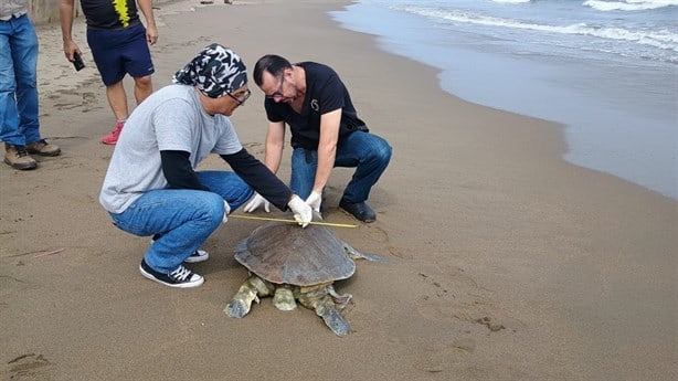 Hallan la cuarta tortuga muerta de 2024 en playa de Coatzacoalcos | VIDEO