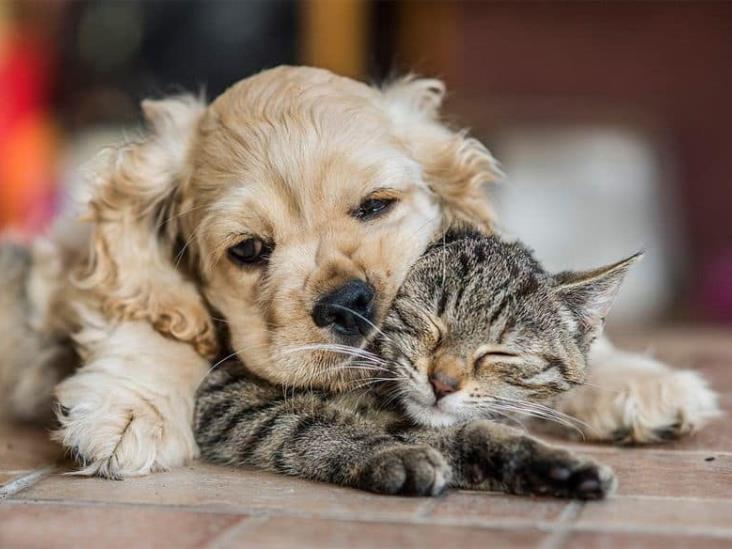 CURP para mascotas: esto es todo lo que debes saber sobre el chip de rastreo