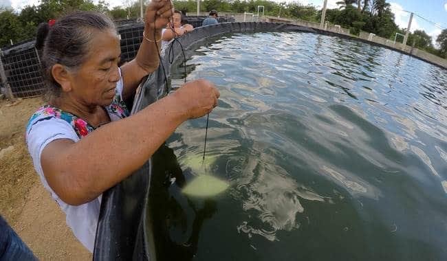 Estos son los requisitos para el premio a la pesca y acuacultura sustentables 2024